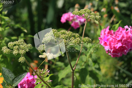 Image of Sedum