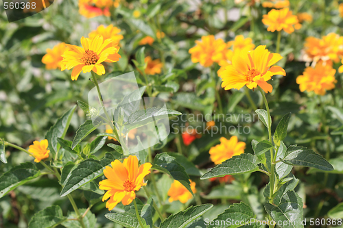 Image of Yellow calendula