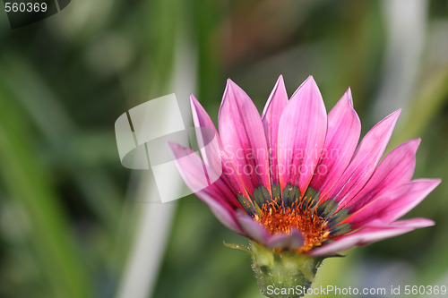 Image of Pink gazania