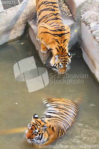 Image of Big cats
