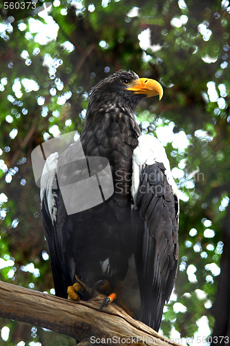 Image of Sitting eagle