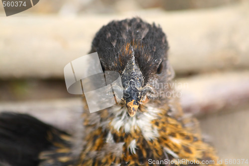 Image of Chicken