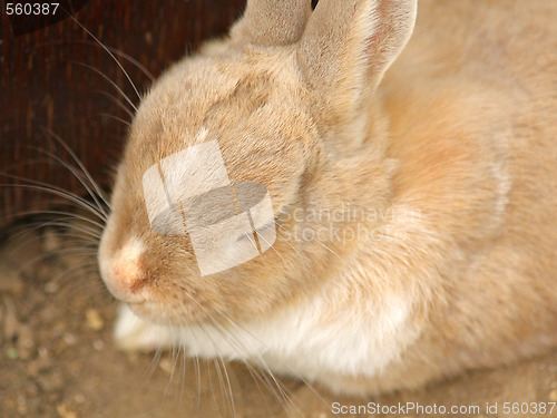 Image of Little brown rabbit