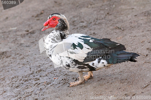 Image of Turkey duck
