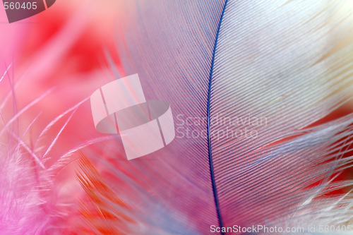 Image of Close up of multi Colored feathers