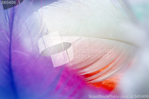 Image of Close up of multi Colored feathers