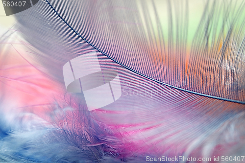 Image of Multi Colored feathers
