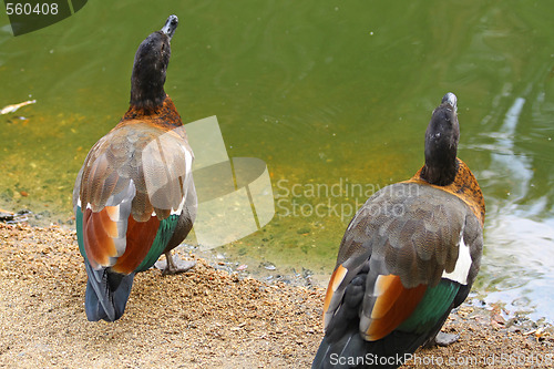 Image of Two ducks