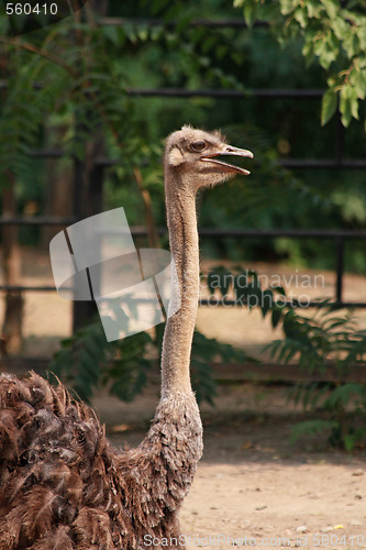 Image of Ostrich