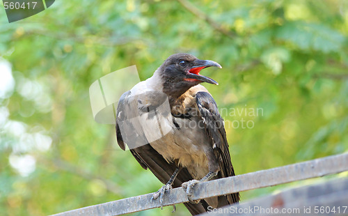 Image of Crow