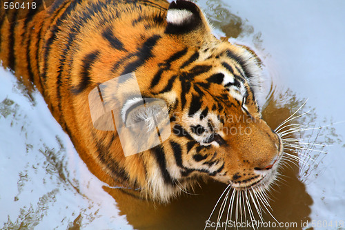 Image of Tiger in the water