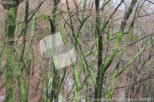 Image of Green trunks