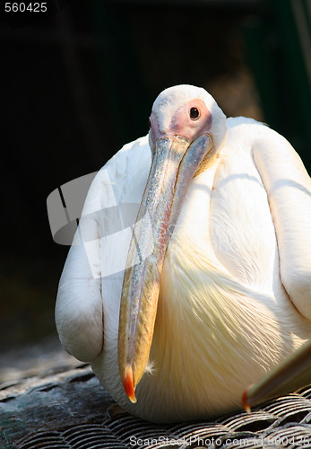 Image of Pelican