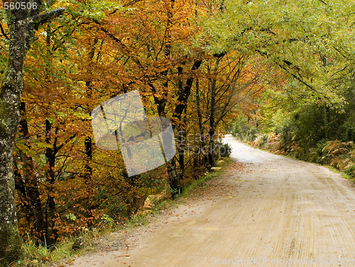 Image of Autumn colors