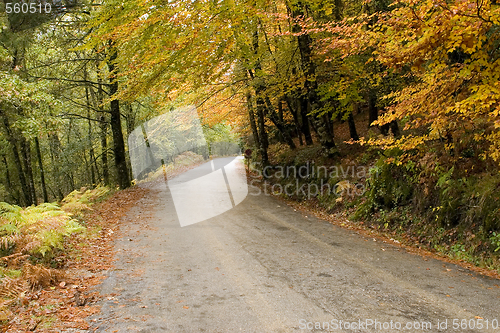 Image of Autumn colors