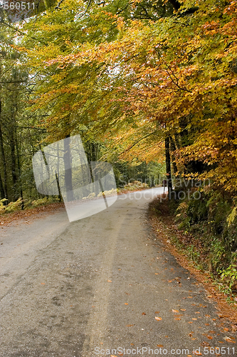 Image of Autumn colors