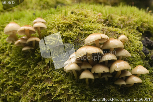 Image of mushrooms