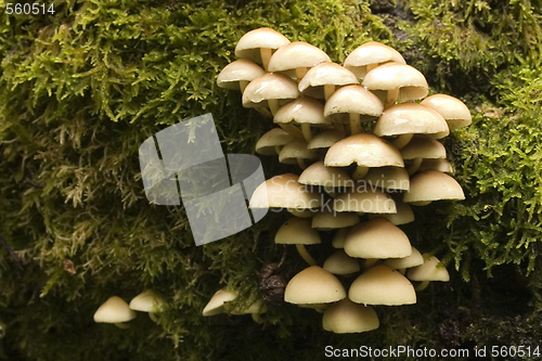 Image of mushrooms