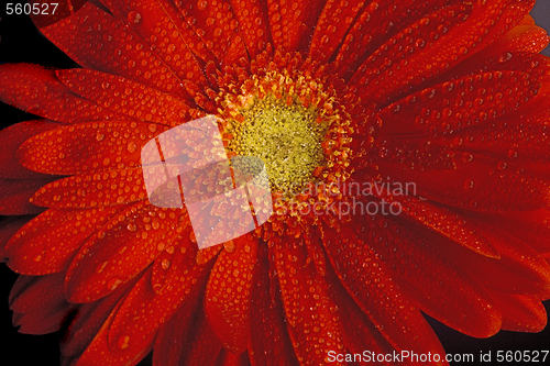 Image of red gerbera