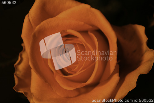 Image of Red rose on black background