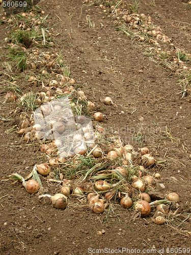 Image of onions