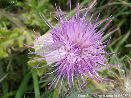 Image of flower