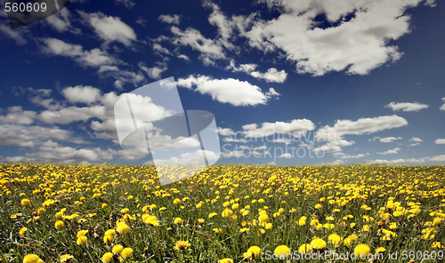 Image of Dandelion meadow