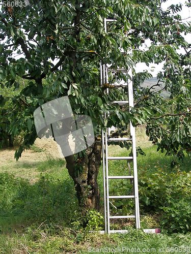 Image of cherry tree