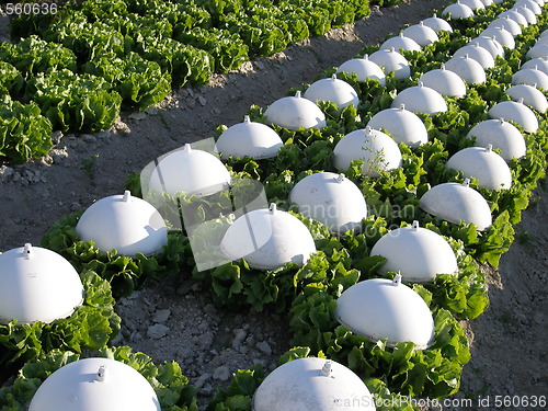Image of salad