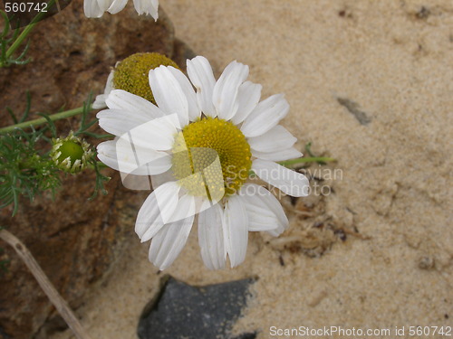 Image of daisy