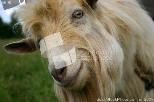 Image of Portrait of a goat