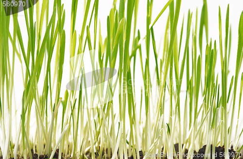 Image of green grass