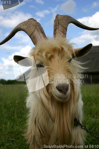 Image of Portrait of a goat [2]