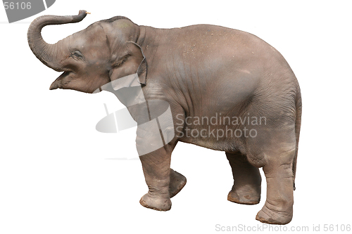 Image of Baby elephant