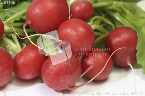 Image of Radish