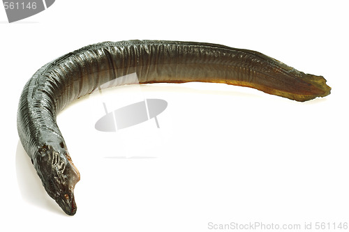 Image of Eel