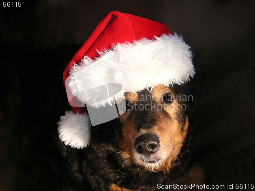 Image of santas canine helper