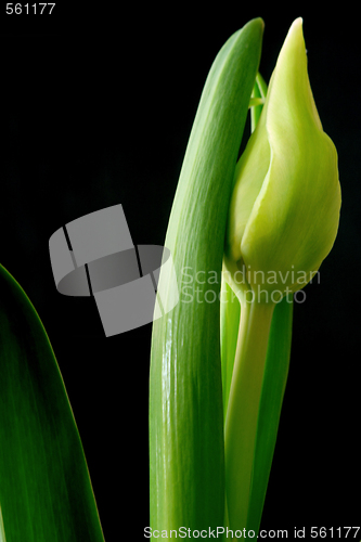 Image of Tulips