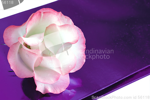 Image of delicate rose