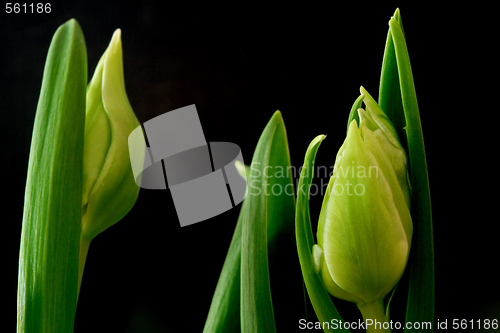 Image of Tulips