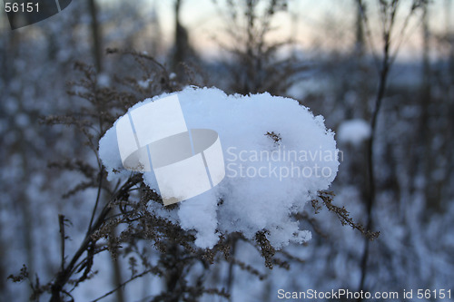 Image of winterforest