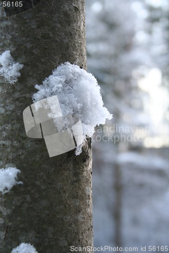 Image of winterforest