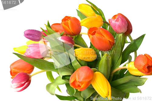 Image of tulips