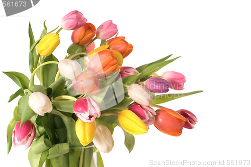 Image of tulips