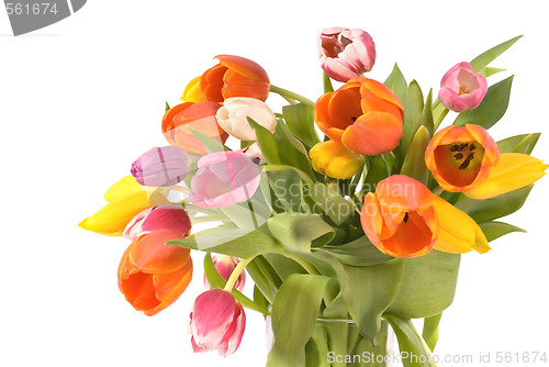 Image of tulips