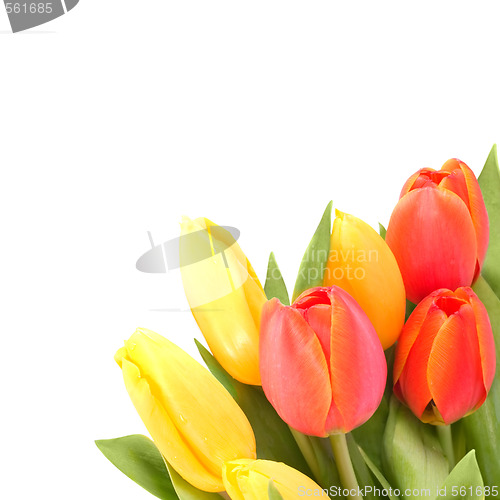 Image of tulips