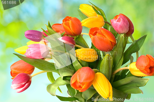 Image of tulips