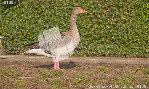 Image of Lone goose standing on grass - copyspace