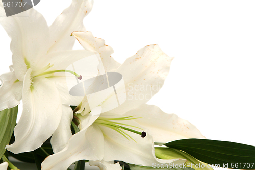 Image of Easter lilies