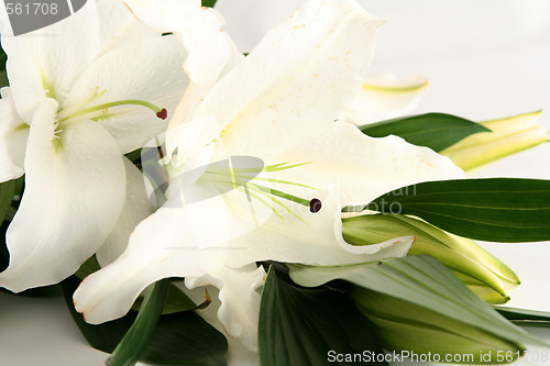 Image of Easter lilies